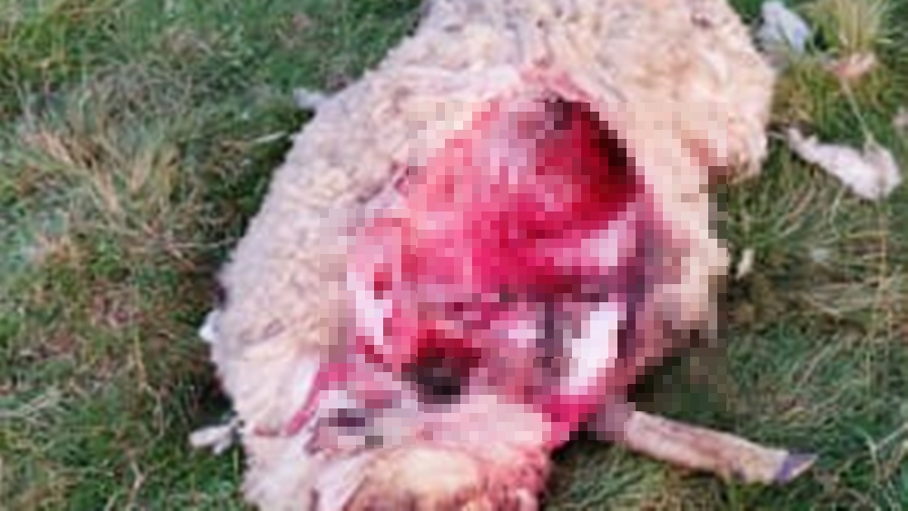 Wilki zagryzły owce koło Filipowa 4 3 2