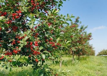 Najlepsze miejsce na drzewko czereśni w ogrodzie 3 34a