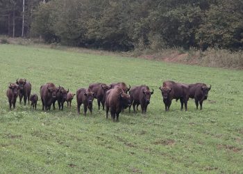 Stado się rozrasta - zobacz młode żubry 6 Foto: FB Nadleśnictwo Augustów Joanna Jadeszko