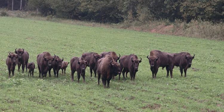 Foto: FB Nadleśnictwo Augustów Joanna Jadeszko