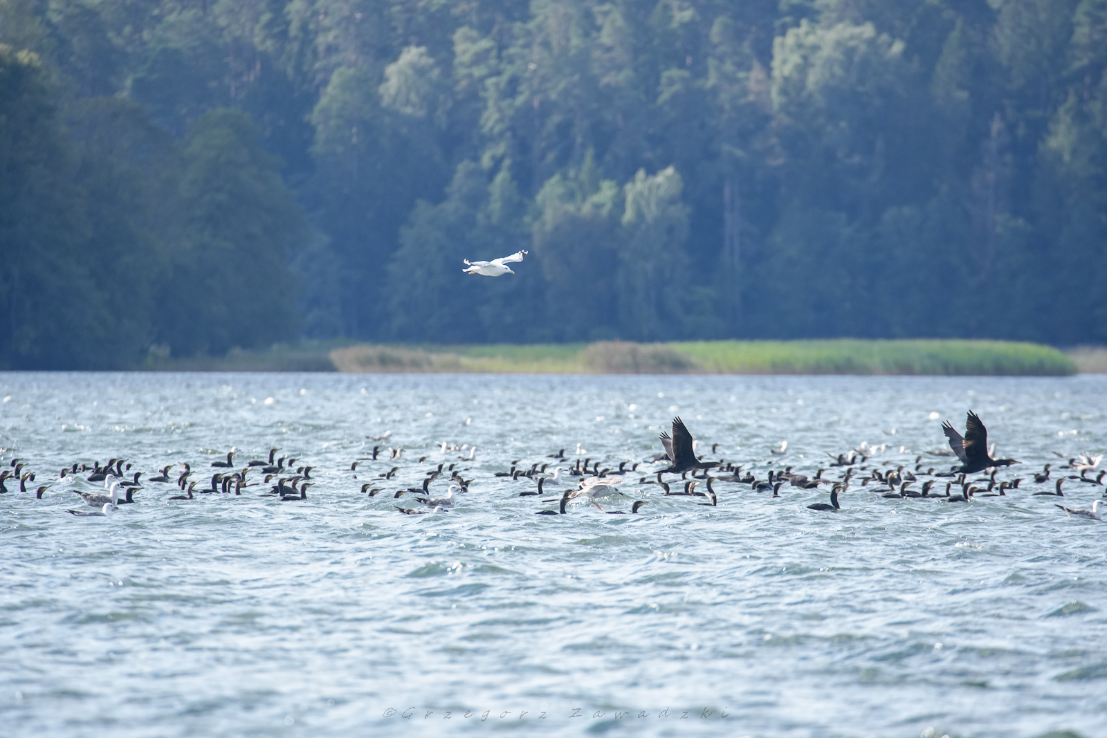 Wrześniowe liczenie ptaków na Wigrach 5 558037945 1264011319102826 7679998648282988118 n