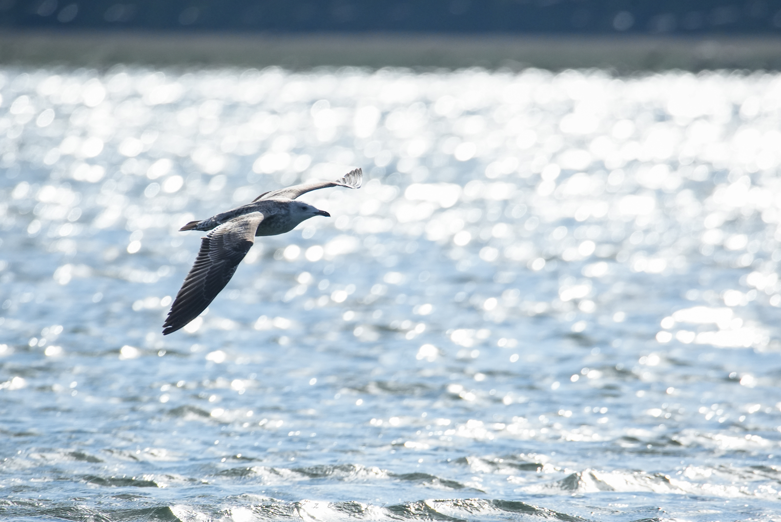 Wrześniowe liczenie ptaków na Wigrach 4 558252047 1264011215769503 9121635430072598740 n