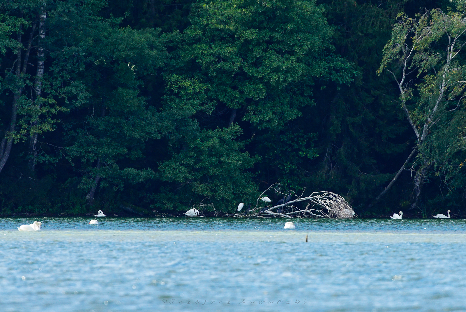 Wrześniowe liczenie ptaków na Wigrach 3 559204904 1264010872436204 6028433189266518646 n