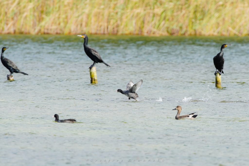 559555265 1264011122436179 2337928366567616157 n