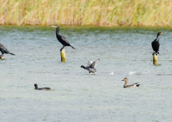 559555265 1264011122436179 2337928366567616157 n