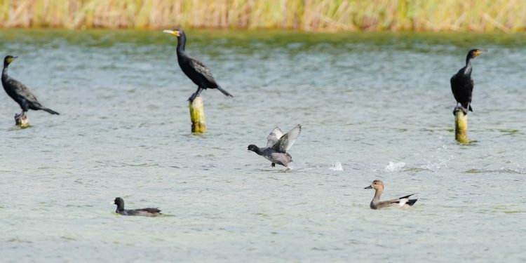 Wrześniowe liczenie ptaków na Wigrach 1 559555265 1264011122436179 2337928366567616157 n