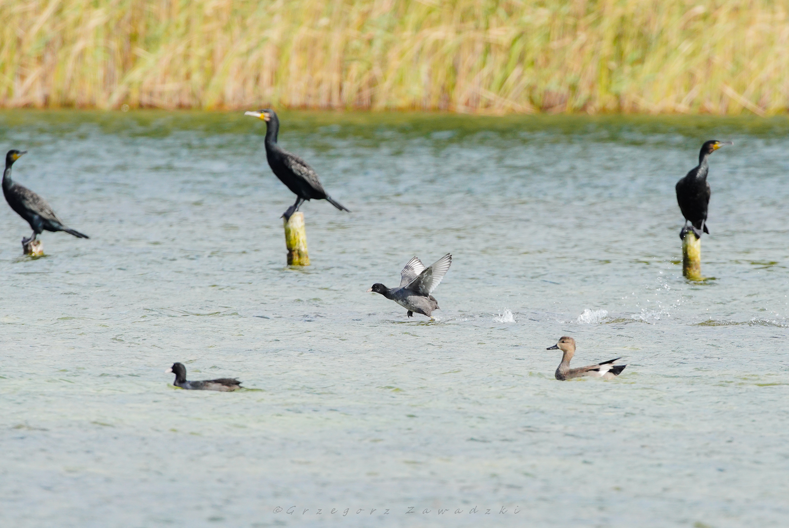 Wrześniowe liczenie ptaków na Wigrach 2 559555265 1264011122436179 2337928366567616157 n