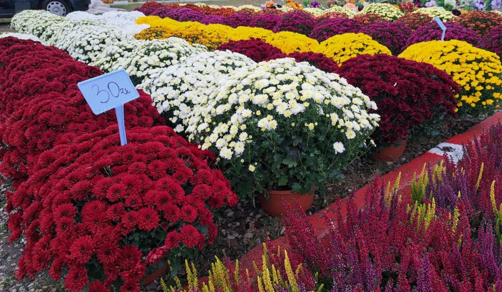 73ca626d9752c1b6f7a9a30f4784f081 crop