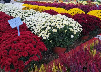 Wszystkich Świętych. Jest taniej niż rok temu 6 Zdjęcie ilustracyjne/Fot. Radio 5