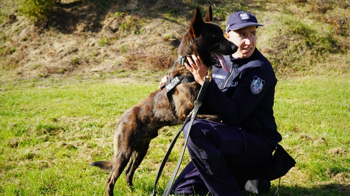 Poznajcie Wilkora 3 90 291661 crop