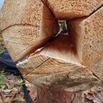 Bushcraft i survival w SzypliszkachWhatsApp Image 2025 10 27 at 08.33.55 2