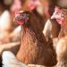 Ważą się losy fermy drobiu 10 kury