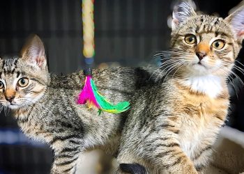 Fot. Ambasada Braci Mniejszych