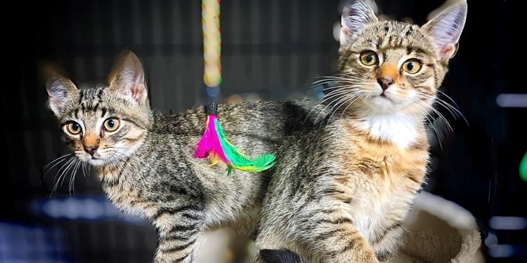 Fot. Ambasada Braci Mniejszych