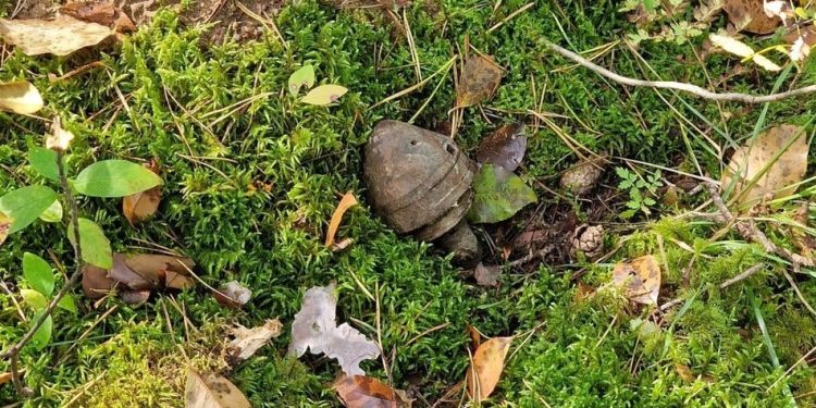 To nie był grzyb. Niebezpieczne znalezisko w lesie 1 Fot. KPP Węgorzewo