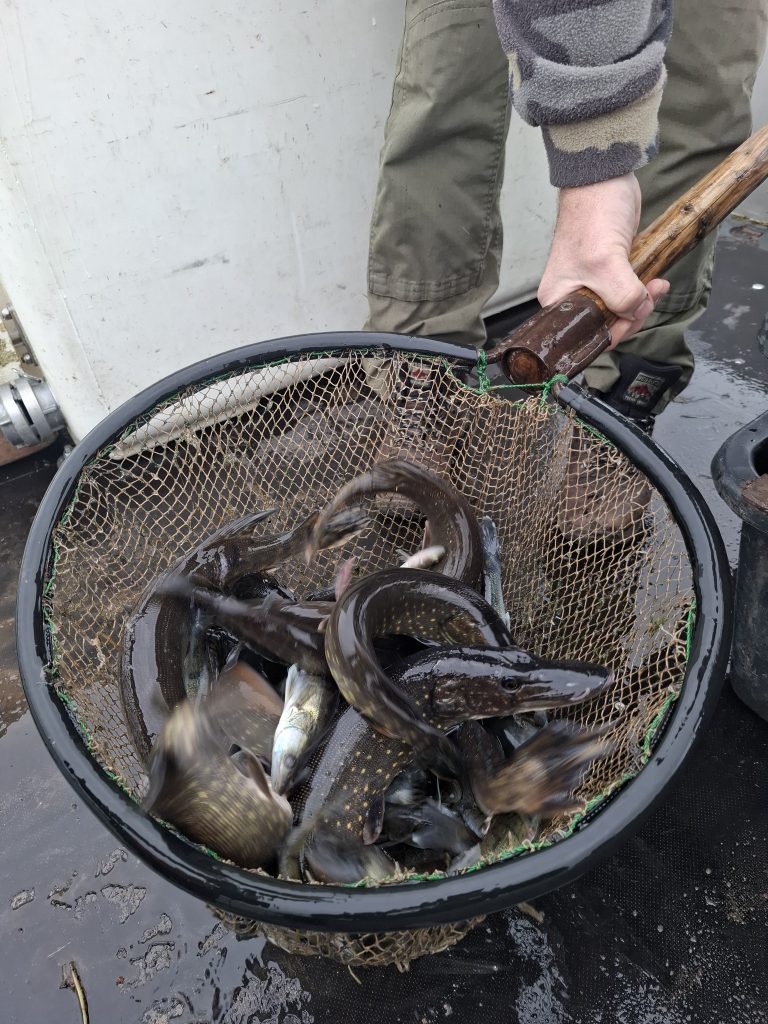 35 kilogramów szczupaków trafiło do Zalewu Arkadia 5 583322291 1447579120708726 4507856031532870560 n