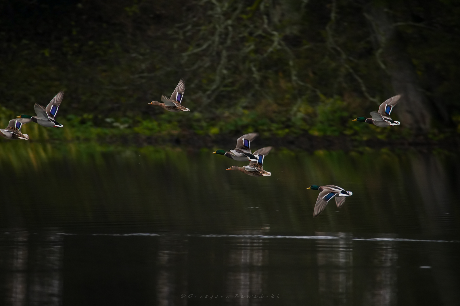 Listopadowe liczenie ptaków na Wigrach 11 584583816 1303388345165123 463214614251930520 n