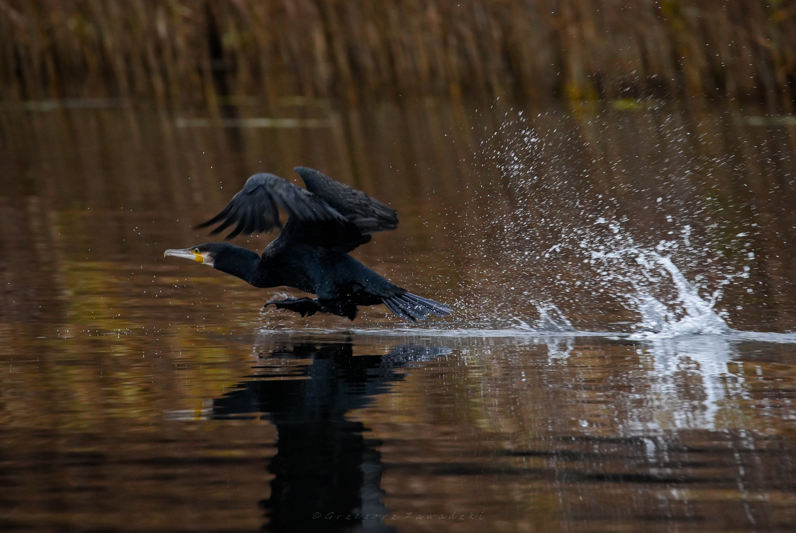 Listopadowe liczenie ptaków na Wigrach 7 584664526 1303388398498451 5240206804683913481 n