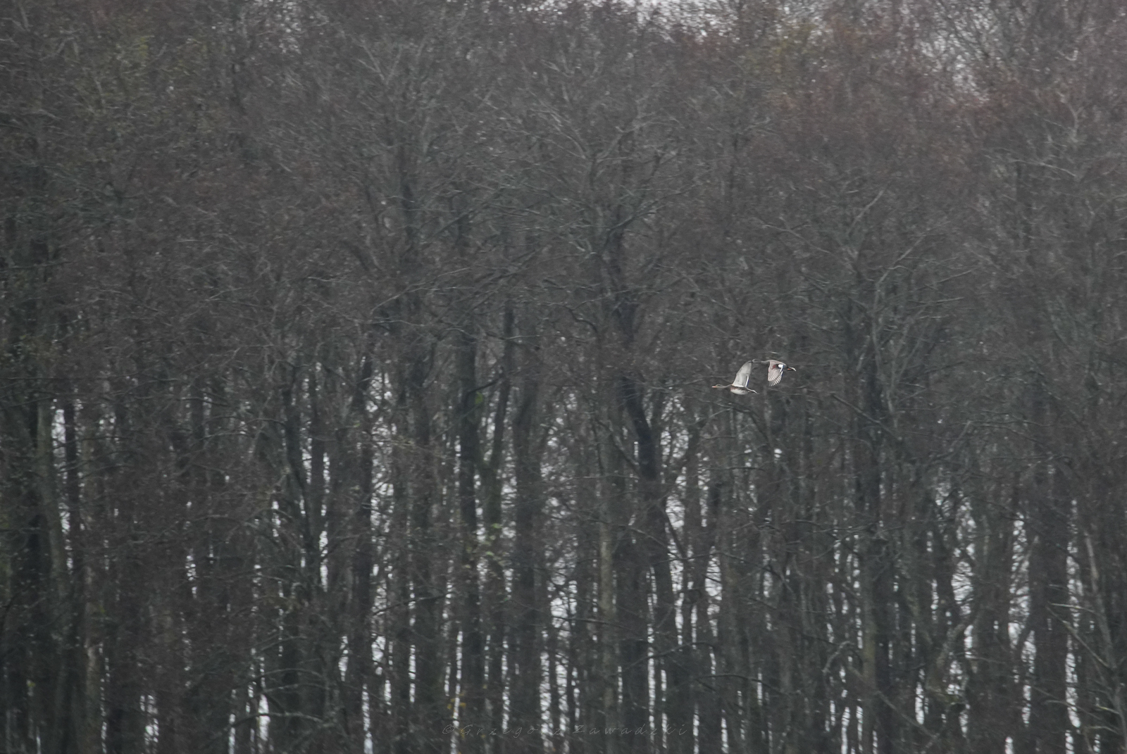 Listopadowe liczenie ptaków na Wigrach 8 584746287 1303388231831801 5627759227238201426 n