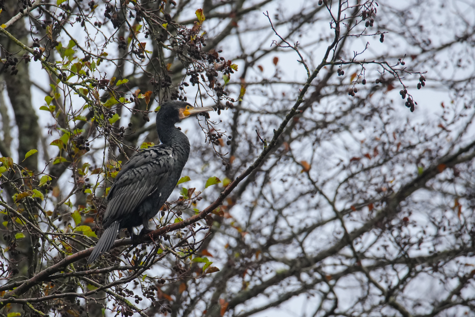 Listopadowe liczenie ptaków na Wigrach 9 584801408 1303388235165134 1727207062470586908 n