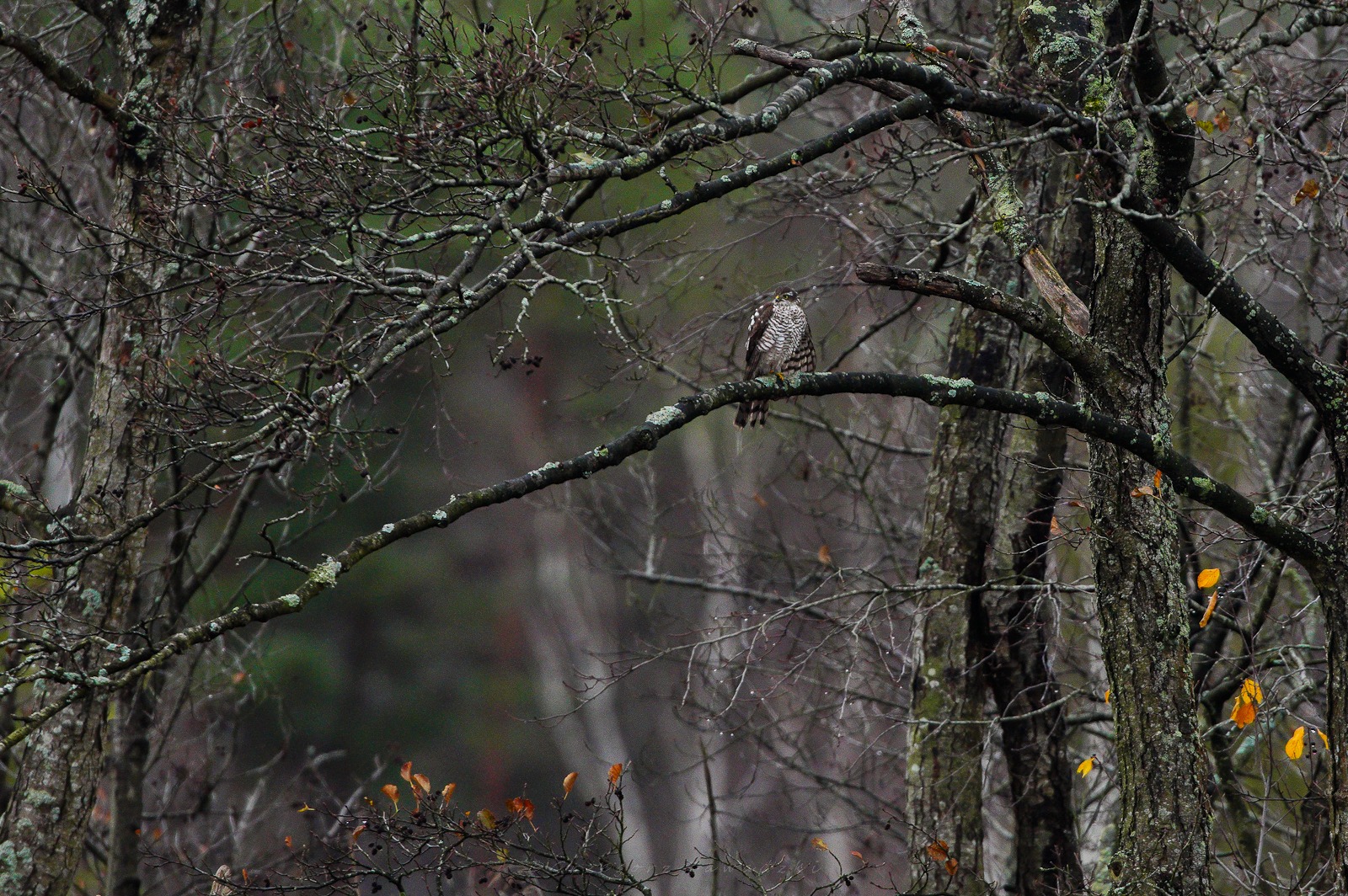 Listopadowe liczenie ptaków na Wigrach 10 585443696 1303388365165121 2958294116621148218 n
