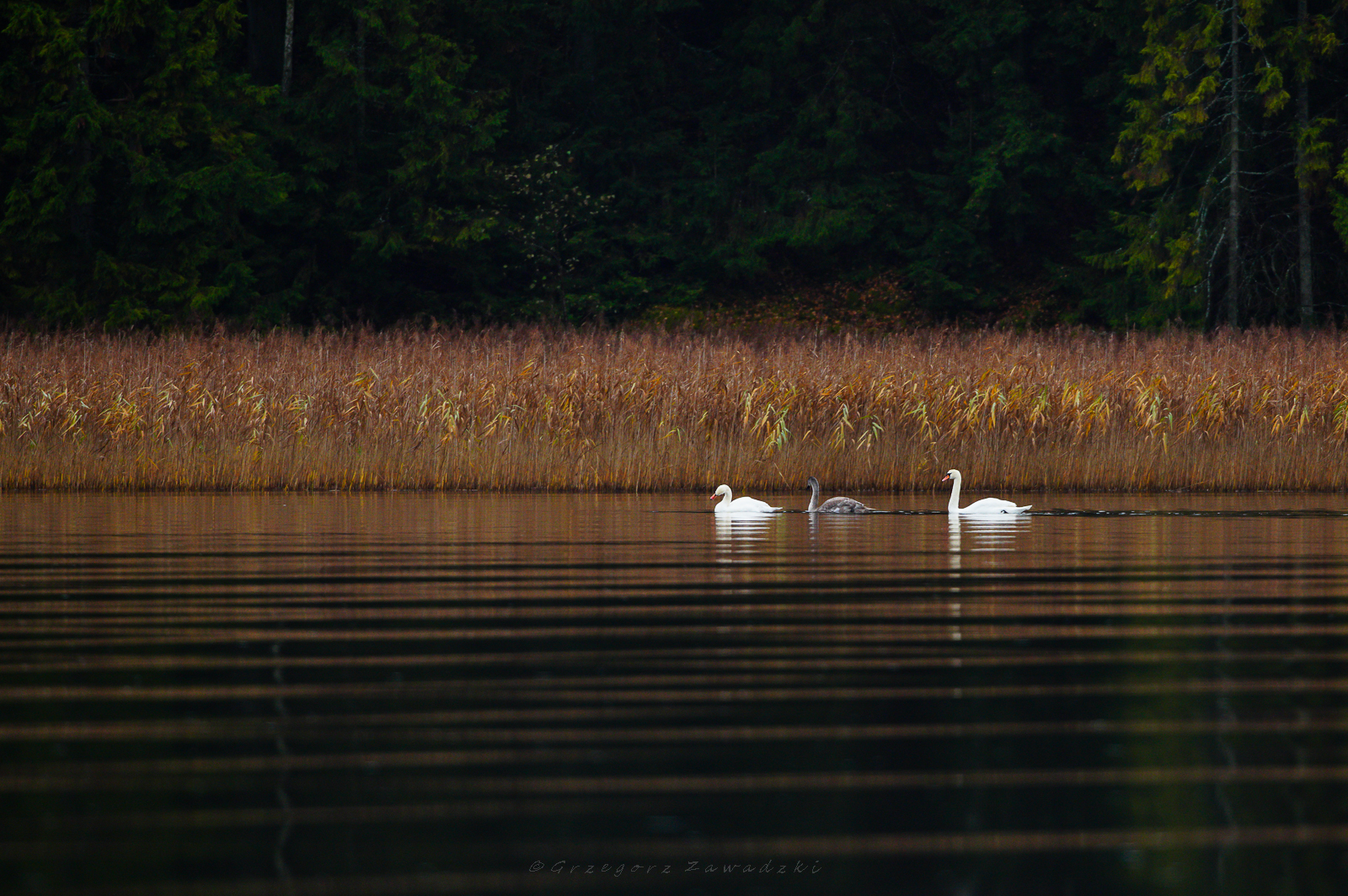 Listopadowe liczenie ptaków na Wigrach 6 586020302 1303388471831777 6635146029116617991 n
