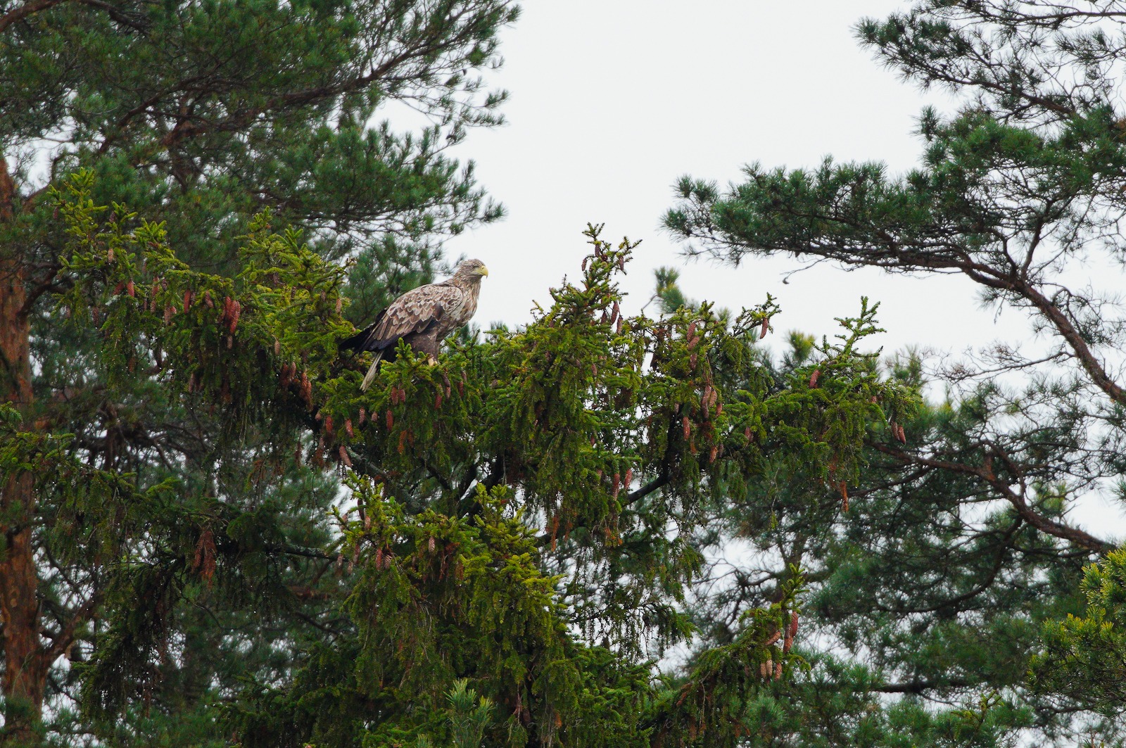 Listopadowe liczenie ptaków na Wigrach 5 586227087 1303388148498476 6862000172603652935 n