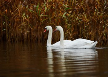 Autor: Grzegorz Zawadzki