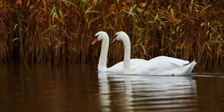 Listopadowe liczenie ptaków na Wigrach 1 Autor: Grzegorz Zawadzki