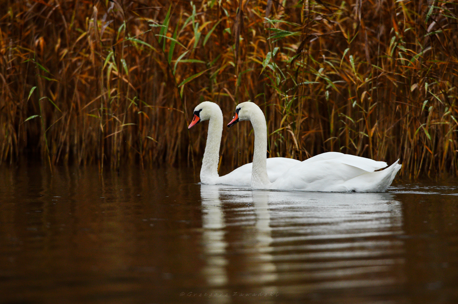Listopadowe liczenie ptaków na Wigrach 3 586765414 1303388508498440 5780159925784334413 n