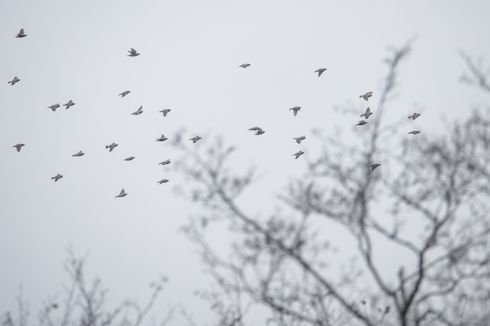 Listopadowe liczenie ptaków na Wigrach 4 586789573 1303388125165145 2348260147598506519 n