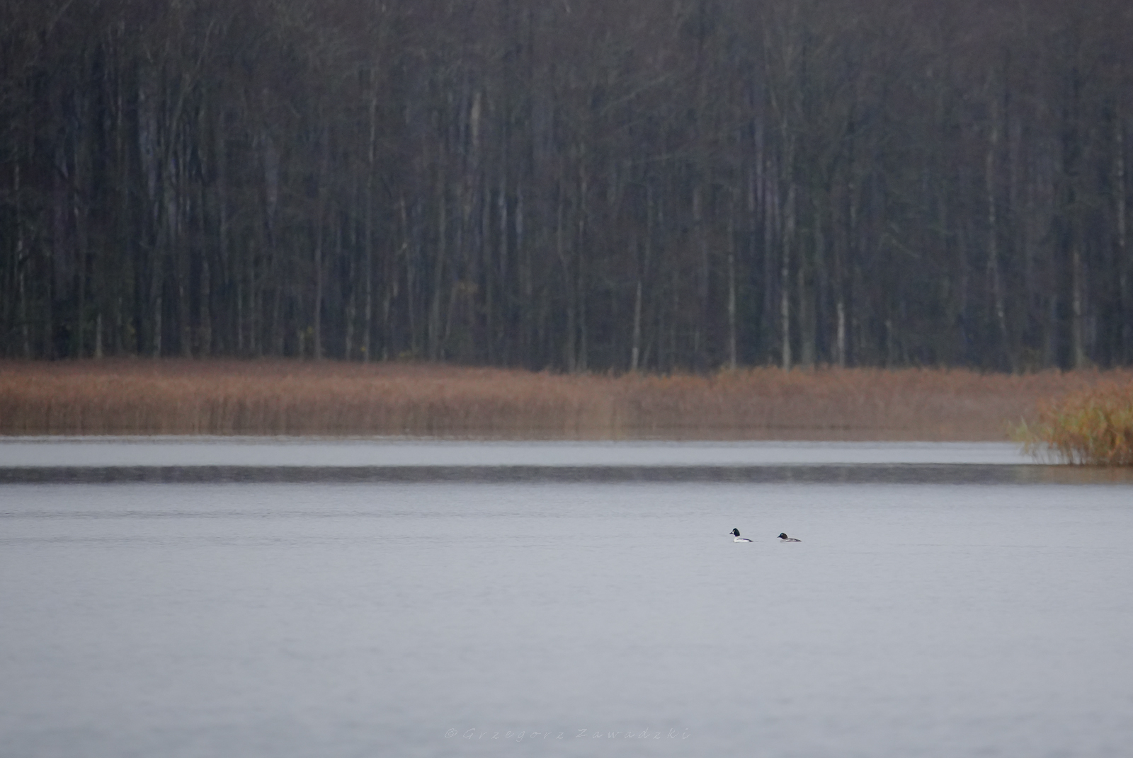 Listopadowe liczenie ptaków na Wigrach 2 586862897 1303388128498478 8538456112998720790 n