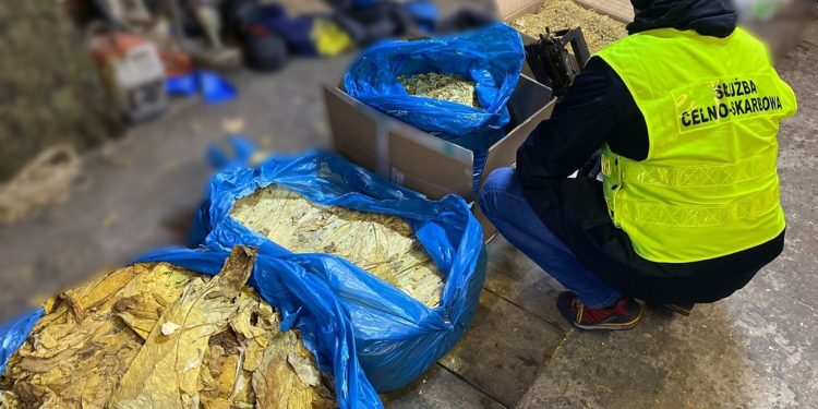 Nielegalny tytoń w Piątnicy i Wasilkowie 1 8bae8990 736e 4cad b793 444784152a5d