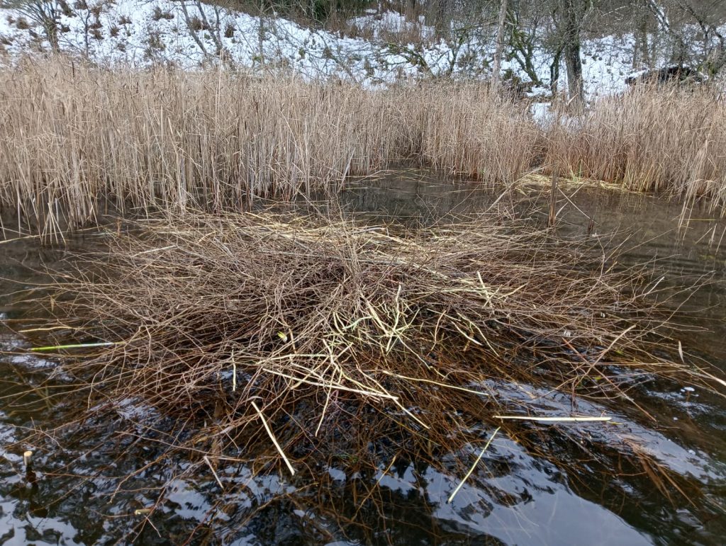 Liczą bobry na Wigrach 5 WhatsApp Image 2025 11 28 at 12.03.44