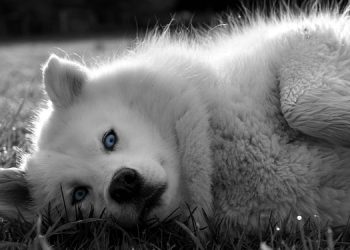 Weterynarz ortopeda – kiedy Twój zwierzak potrzebuje pomocy specjalisty od ruchu 2 12