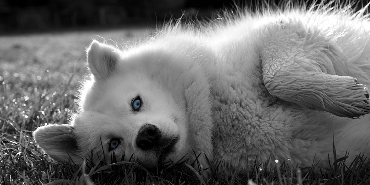 Weterynarz ortopeda – kiedy Twój zwierzak potrzebuje pomocy specjalisty od ruchu 1 12