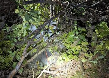 źródło: Podlaski Oddział Straży Granicznej