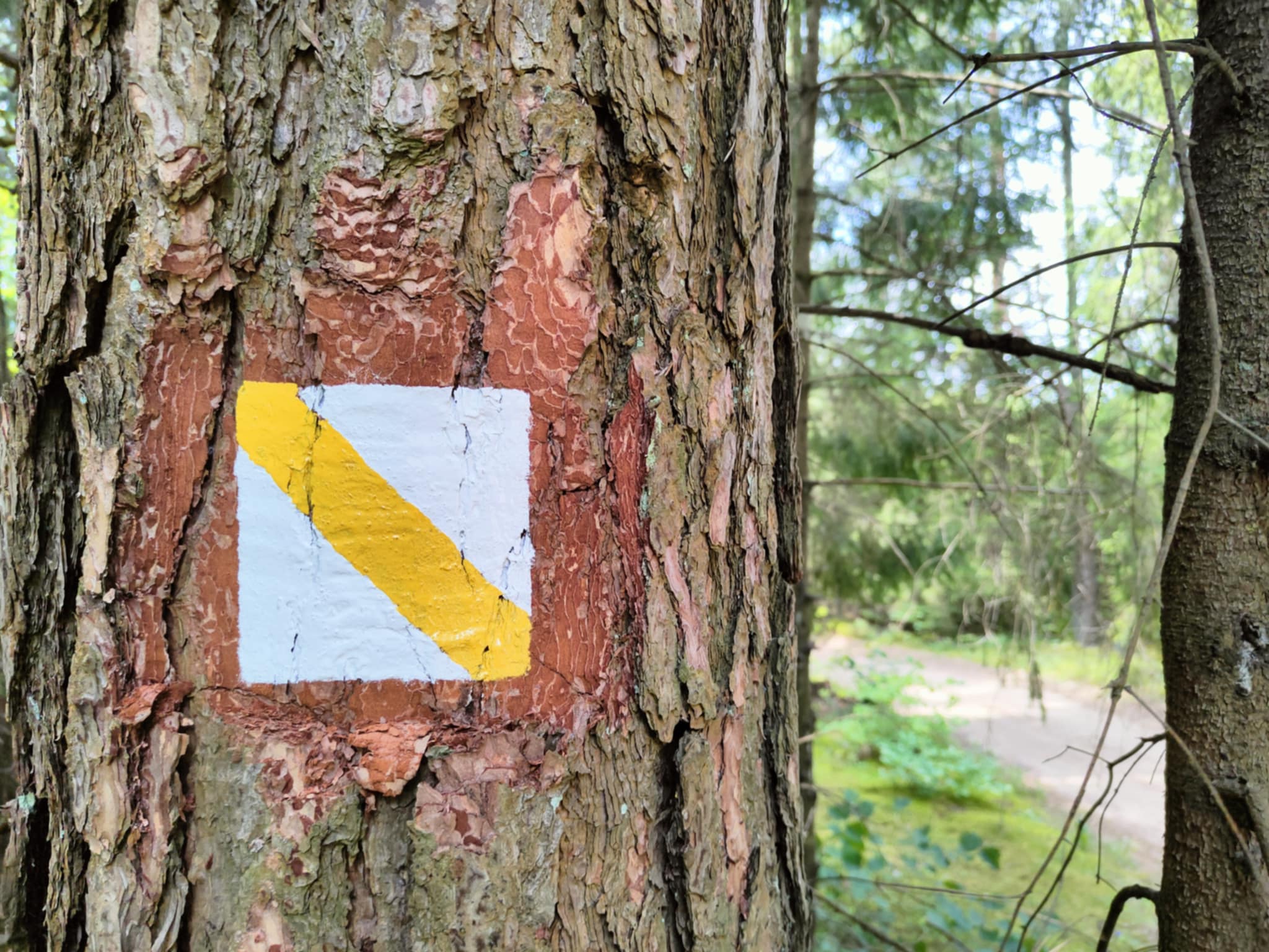 Ścieżka edukacyjna „Wokół jeziora Jaczno” odnowiona 4 597804170 1179375787634467 7155670692958867893 n