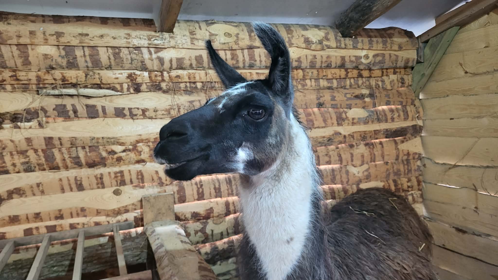 Messenger creation 77999664 A3E5 41B8 9BDE 552D55E8600D