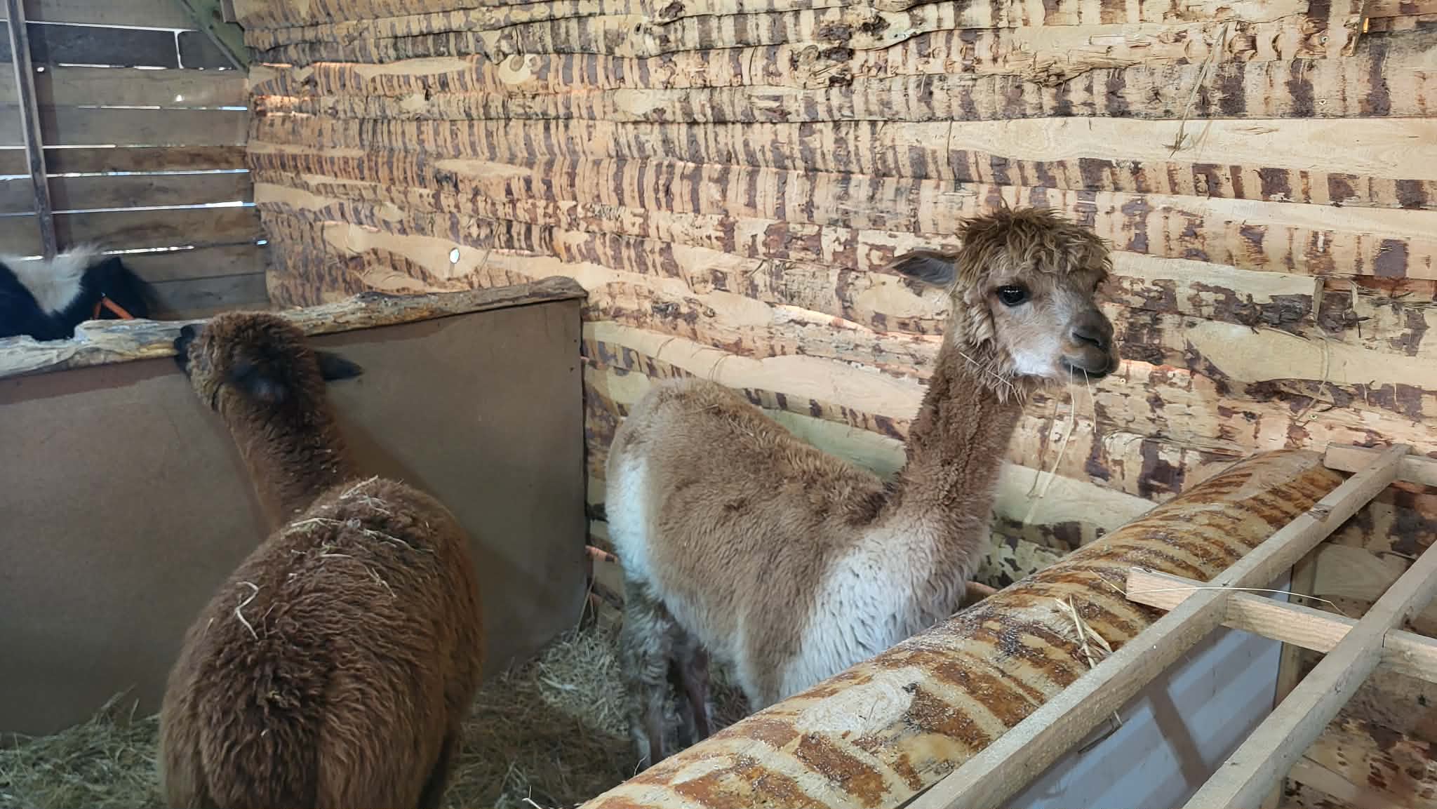 Messenger creation 7854CEBA D891 4D2B 87AD AAECF4B4E9B1