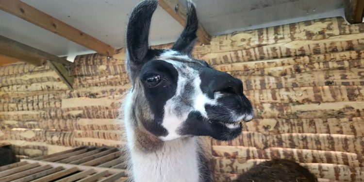 Messenger creation FAA3793A 0E58 4624 B5AE CD615A72A936