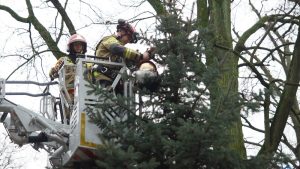 Choinka w parku już ozdobiona! 54 choinko004