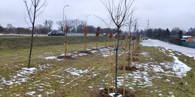 Nowe drzewa w Suwałkach 1 źródło; Zarząd Dróg i Zieleni w Suwałkach