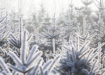 Oddaj krew i odbierz choinkę! 2 zdj. choinkadlazycia.pl