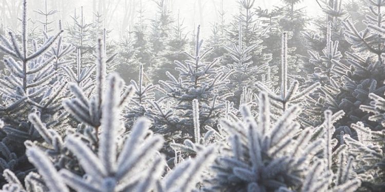 Oddaj krew i odbierz choinkę! 1 zdj. choinkadlazycia.pl