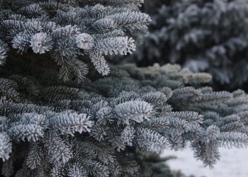 Słuchaj radia i wygraj choinkę 7 zdj. ilustracyjne