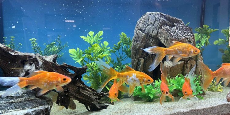 Kolejne akwaria w Centrum Edukacji Ekologicznej 1 Fot. UM Ełk