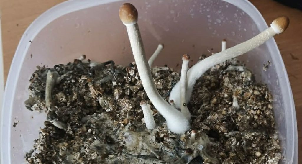 Znaleźli w mieszkaniu grzyby halucynogenne 1 grzybki