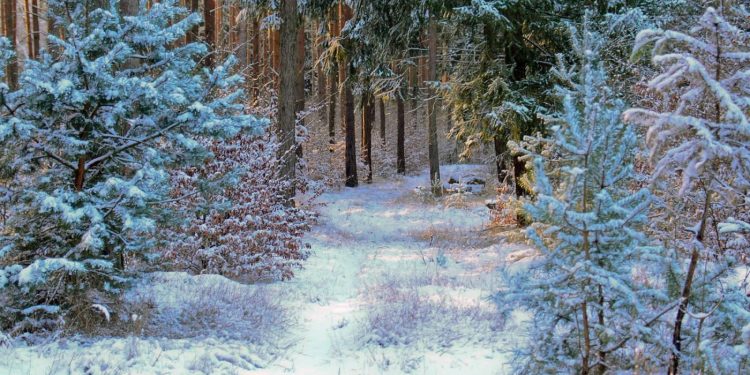 Źródło: Nadleśnictwo Augustów