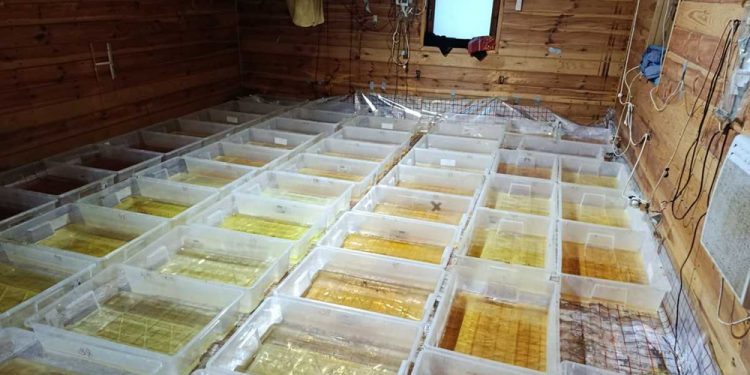 zdj. Podlaska Policja